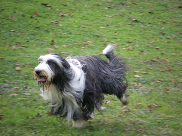 ITCH.GREMONTREE ANDY ONCE IN A BLUE MOON – BEARDED COLLIE ...